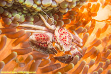 porcelain crab